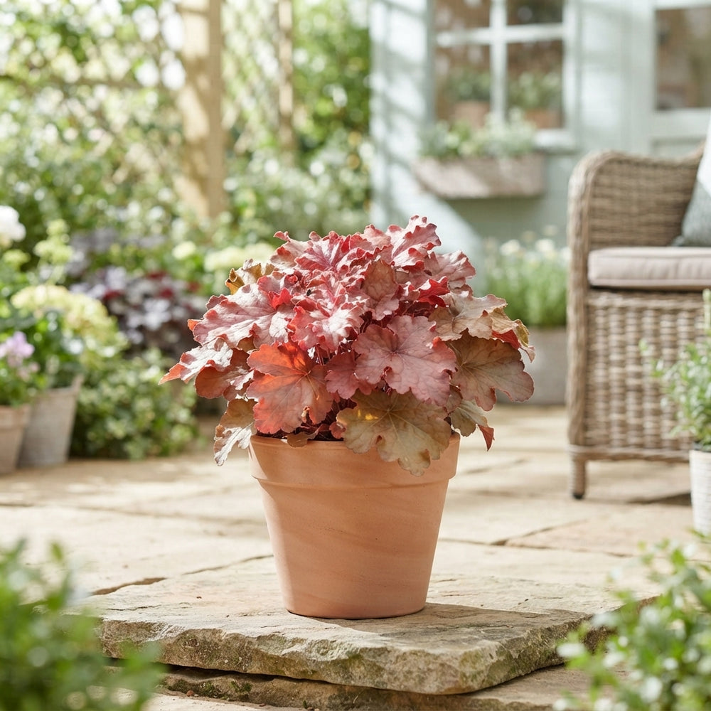 Heuchera ‘Mi Mixkar’ – 17cm Pot