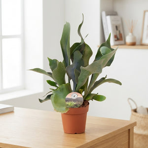 Staghorn Fern (Platycerium bifurcatum) – 12cm Pot