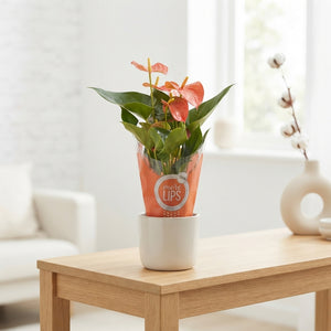 Mixed Anthurium Houseplant – 12cm Pot, 40cm Tall