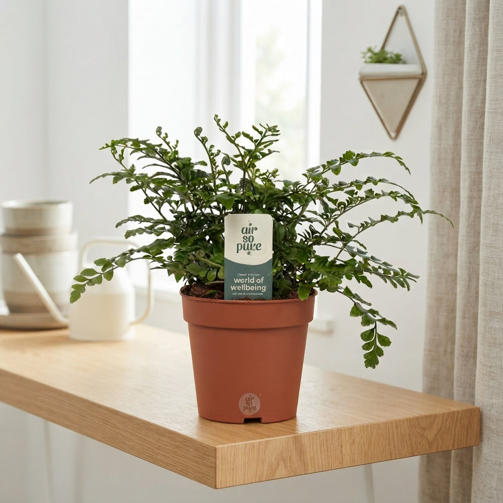 Asplenium Parvati Fern – 12cm Pot, 30cm High