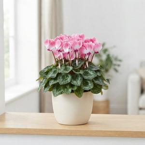 Pink Cyclamen persicum – 13cm Pot, 30cm High