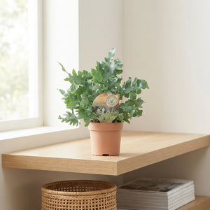 Mixed Fern Houseplant – 9cm Pot, 15cm High