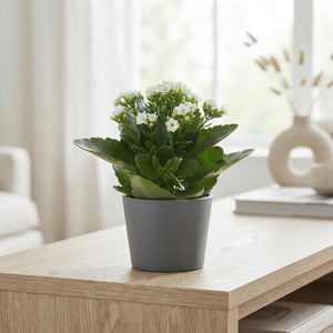 White Kalanchoe 'Asteria' – 10.5cm Pot
