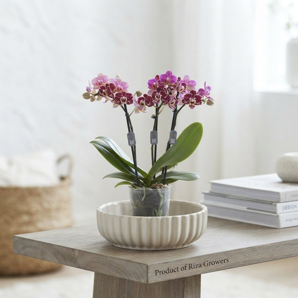 Mixed Phalaenopsis Orchid – 9cm Pot, 32cm High