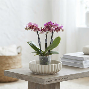 Mixed Phalaenopsis Orchid – 9cm Pot, 32cm High