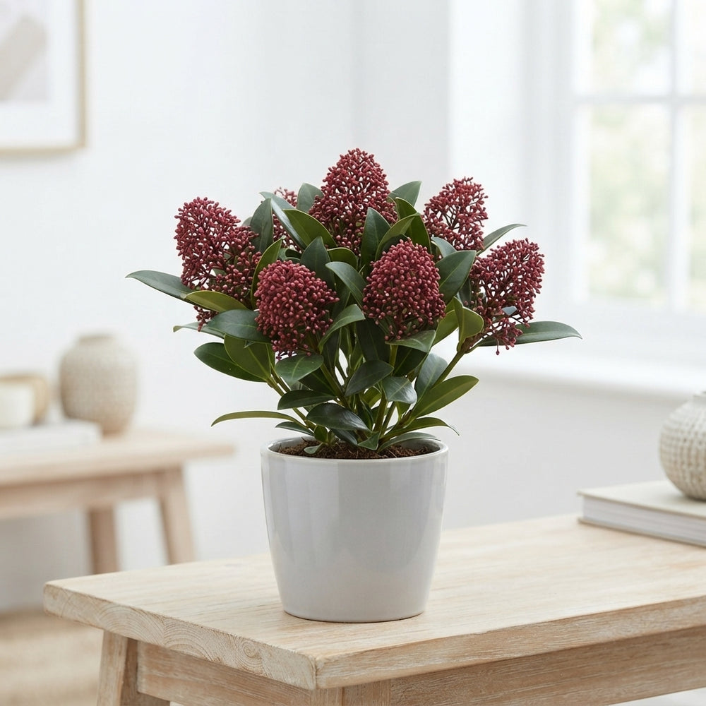 Skimmia japonica 'Rubella' – 10.5cm Pot