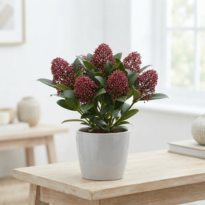 Skimmia japonica 'Rubella' – 10.5cm Pot
