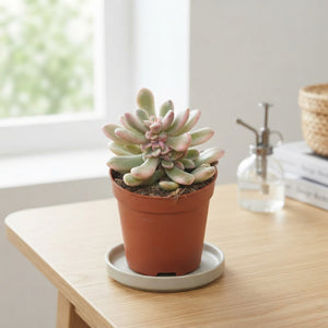 Variegated Jelly Bean Plant (Sedum rubrotinctum) – 5.5cm Pot