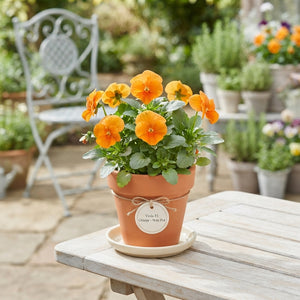 Orange Viola (Viola × wittrockiana) – 9cm Pot