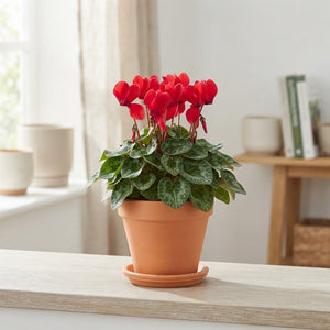 Large-Flowered Cyclamen (Cyclamen persicum) – 17cm Pot