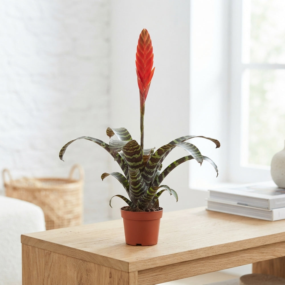 Red Vriesea ‘Era’ – 12cm Pot, 65cm Height