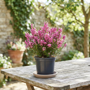 Winter-Flowering Heather (Erica × darleyensis) – 13cm Pot
