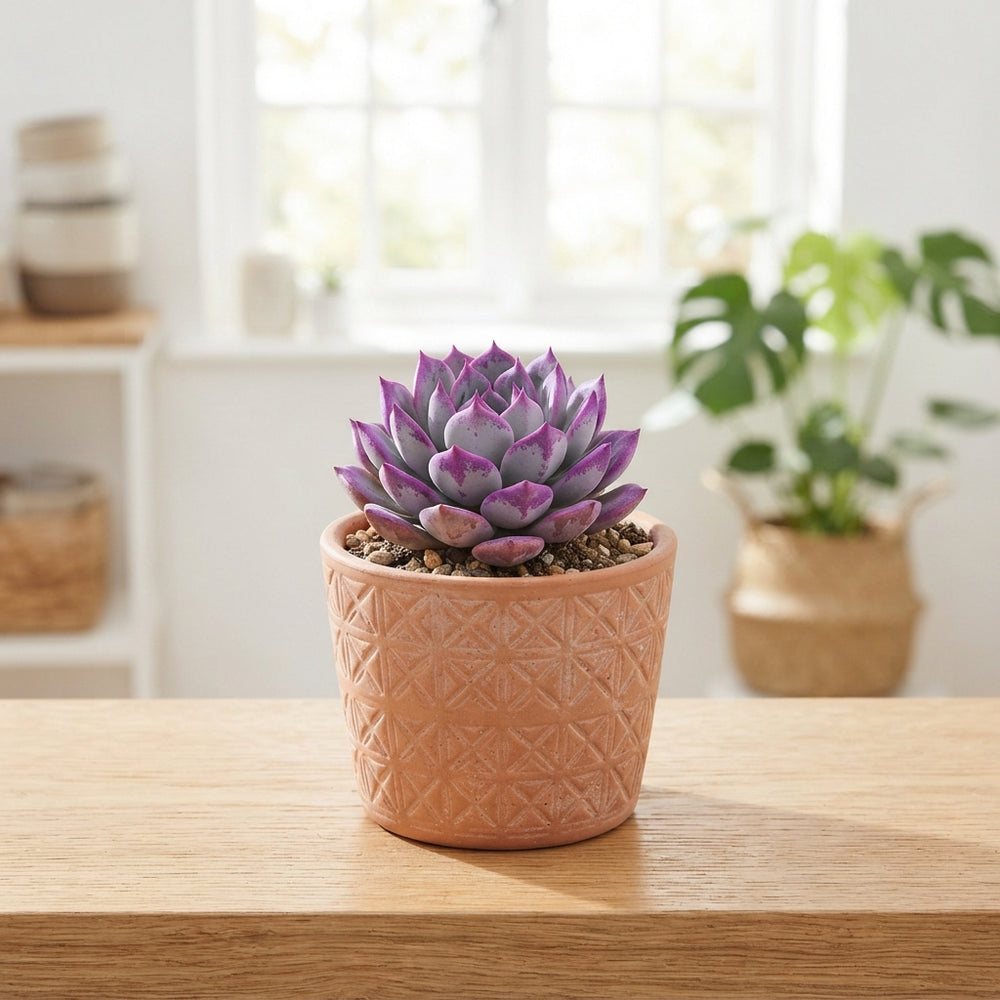 Animal Mix Succulent Collection – 14cm Pot