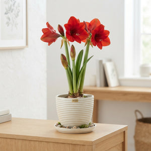 Amaryllis Arrangement in Ceramic Pot with Saucer – 15cm