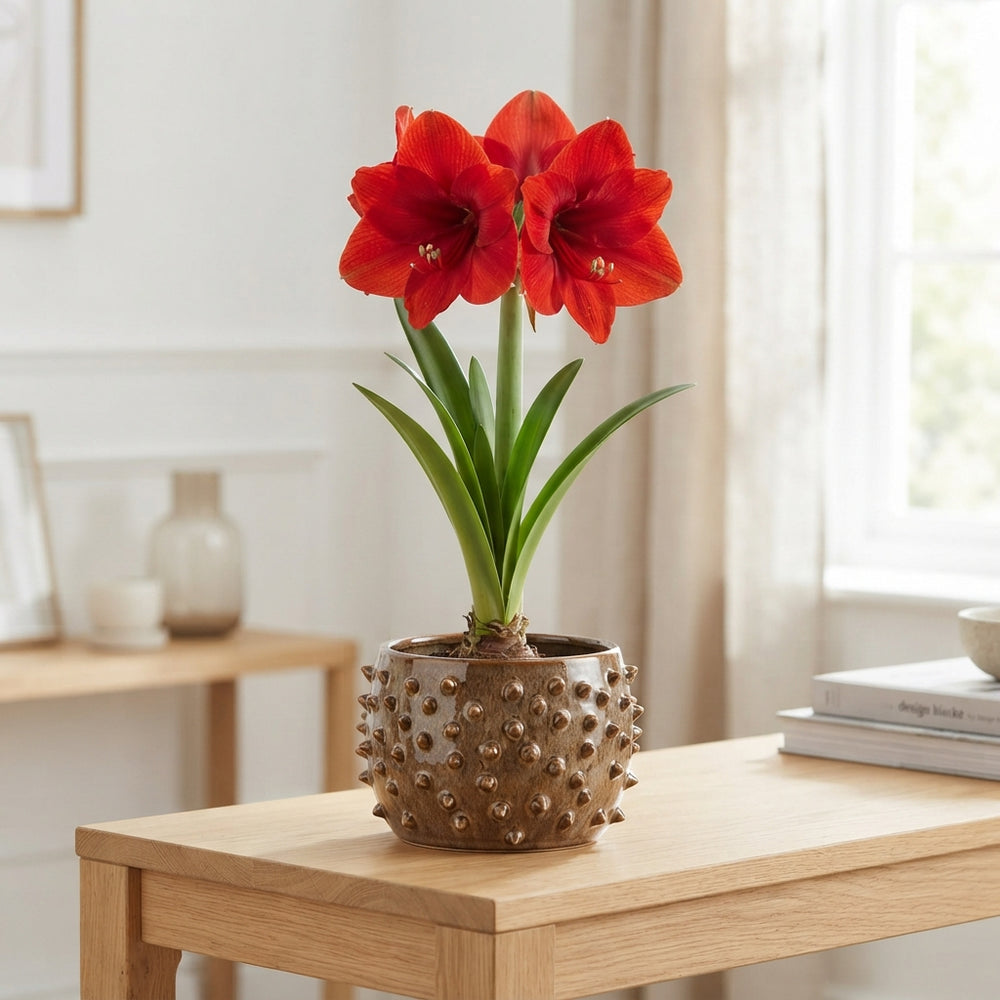 Amaryllis Plant Arrangement in Ceramic Hedgehog Pot – 18cm