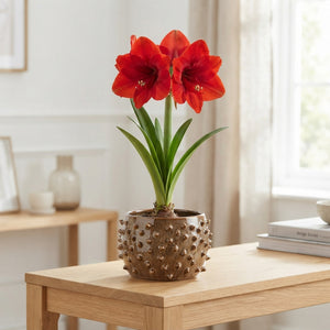 Amaryllis Plant Arrangement in Ceramic Hedgehog Pot – 18cm