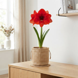 Amaryllis Arrangement in Jute Pot – 15cm