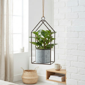 Mixed Houseplant Arrangement with Hanging Zinc Pot – 14cm