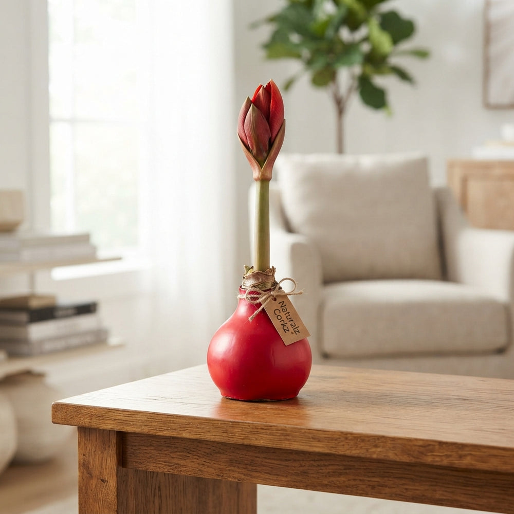Natural Cork-Wrapped Amaryllis (Hippeastrum)