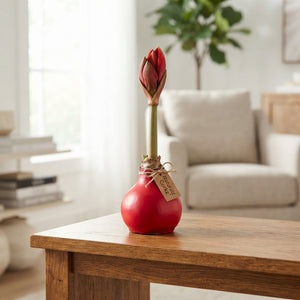 Natural Cork-Wrapped Amaryllis (Hippeastrum)