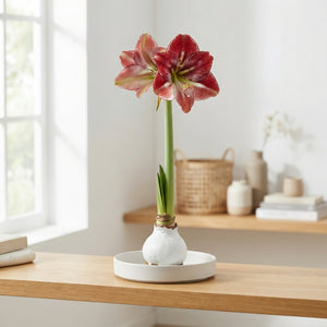 Marble Waxed Amaryllis (Hippeastrum) – 15cm+