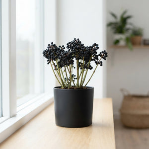 Black Wax Apple Decoration