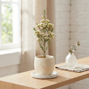 Ivory Waxflower Decorative Stems