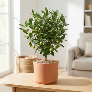Wax Apple Olive Decorative Plant