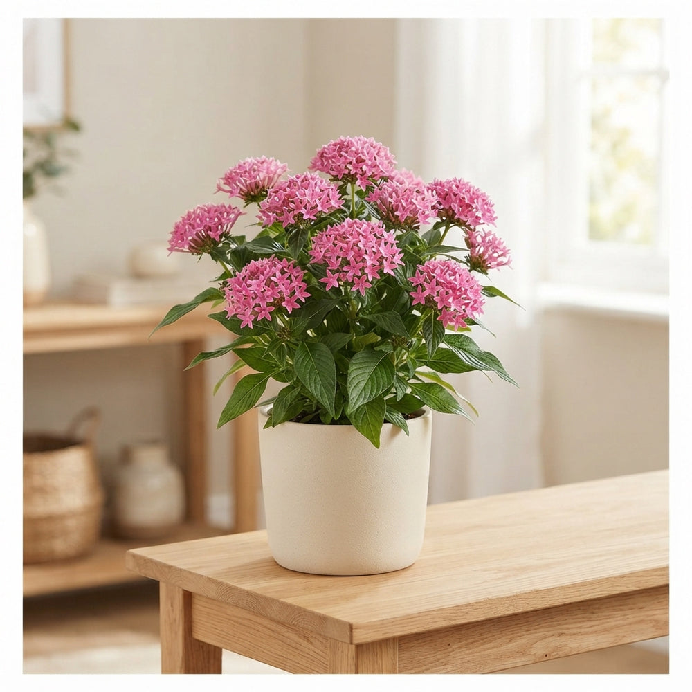 Pink Waxflower Decorative Plant
