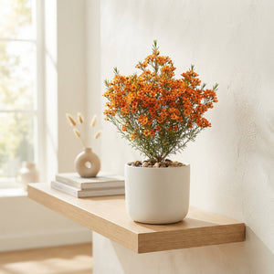 Orange Waxflower Decorative Stems