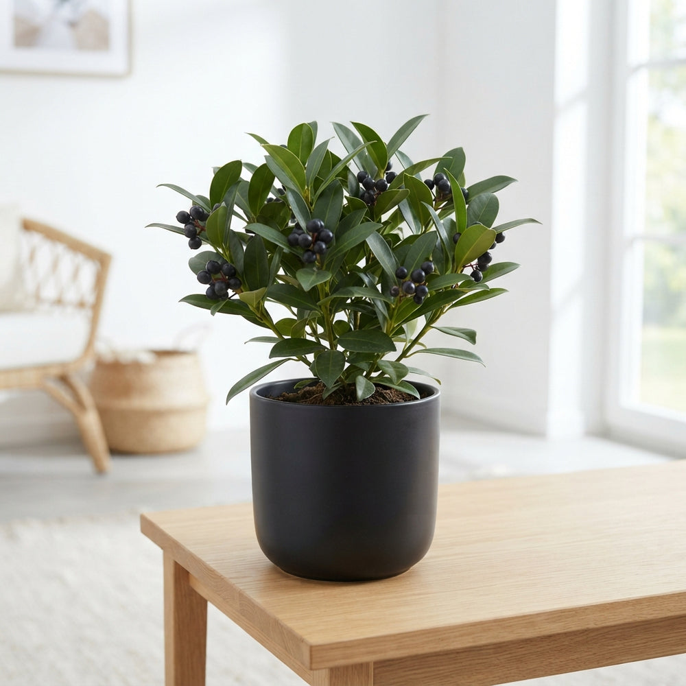 Black Wax Apple Branches – Decorative Arrangement