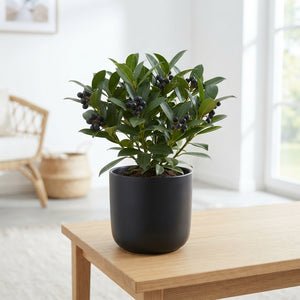 Black Wax Apple Branches – Decorative Arrangement