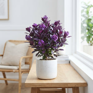 Purple Wax Apple Decorative Plant