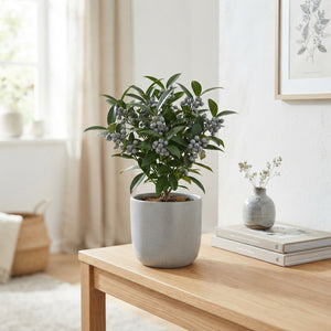 Grey Wax Apple Decorative Plant