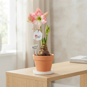 White Hippeastrum ‘Picotee’ – 14cm Pot