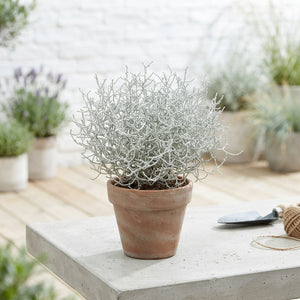 Cushion Bush (Leucophyta brownii) – 12cm Pot