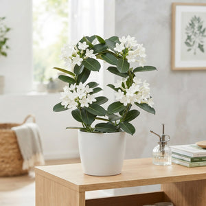 Stephanotis Houseplant with White Flowers – 12cm Pot