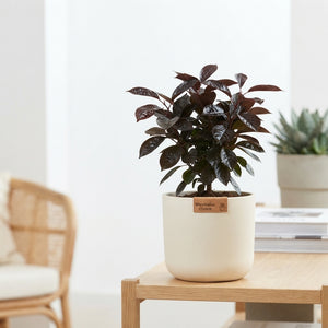 Chocolate Waxflower Arrangement