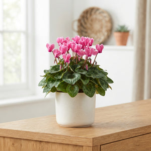 Mixed Mini Cyclamen (Cyclamen persicum) – 10.5cm Pot