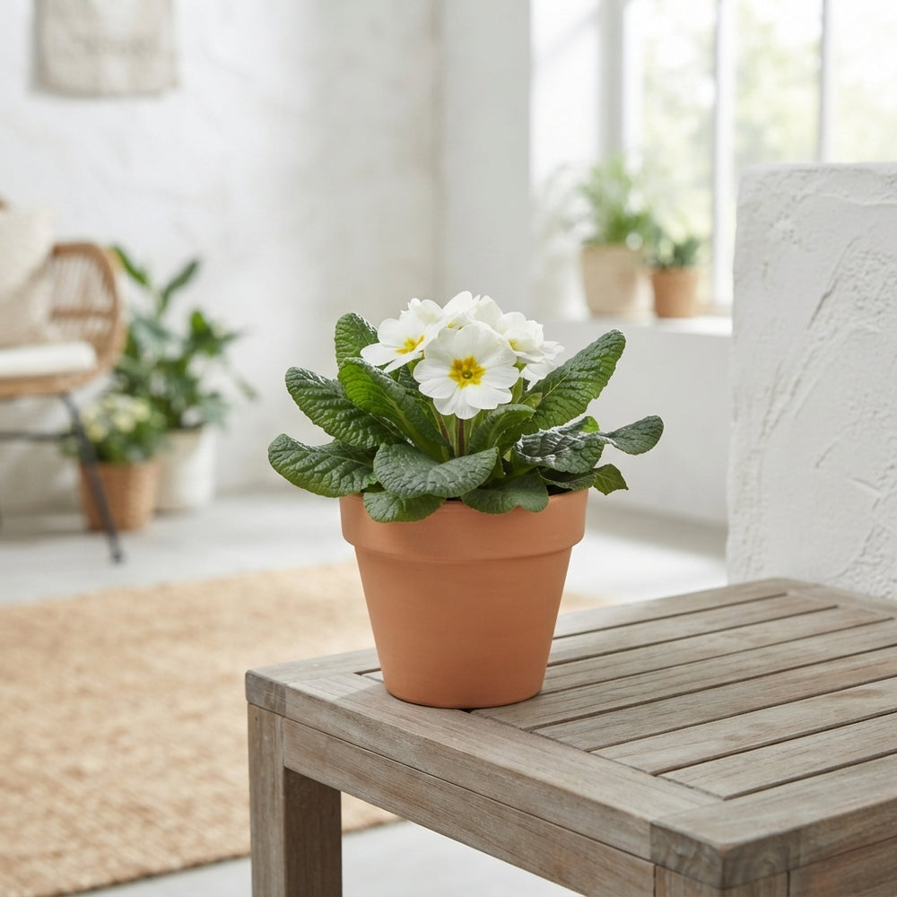 White Primrose (Primula acaulis) – 10.5cm Pot
