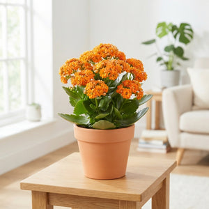 Orange Double Kalanchoe – 15cm Pot