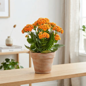 Purple Double Kalanchoe – 10.5cm Pot