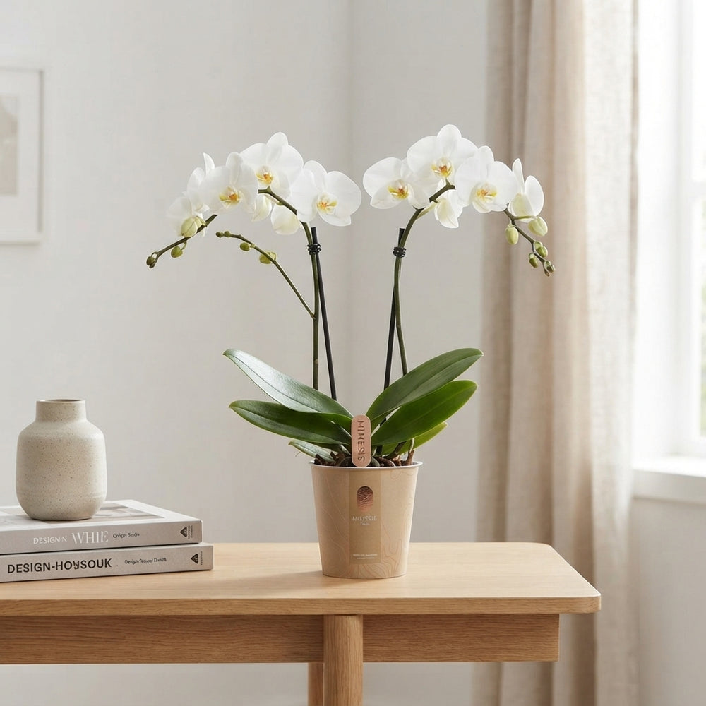 White Phalaenopsis Orchid – 2 Stem, 12cm Pot
