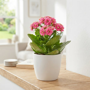Mixed Double Kalanchoe – 12cm Pot