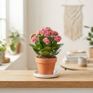 Mixed Kalanchoe Double – 7cm Pot
