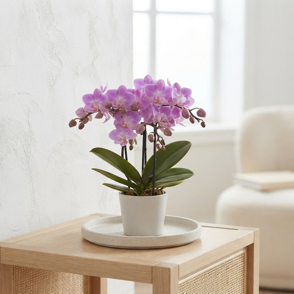 Mini Phalaenopsis Orchid – 7cm Pot, 25cm High