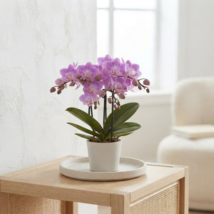 Mini Phalaenopsis Orchid – 7cm Pot, 25cm High