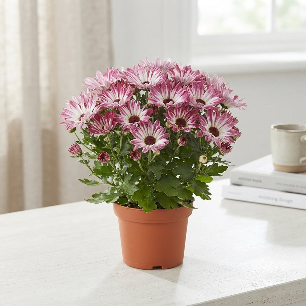 Rainbow Chrysanthemum – 12cm Pot, 30cm High