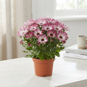 Rainbow Chrysanthemum – 12cm Pot, 30cm High