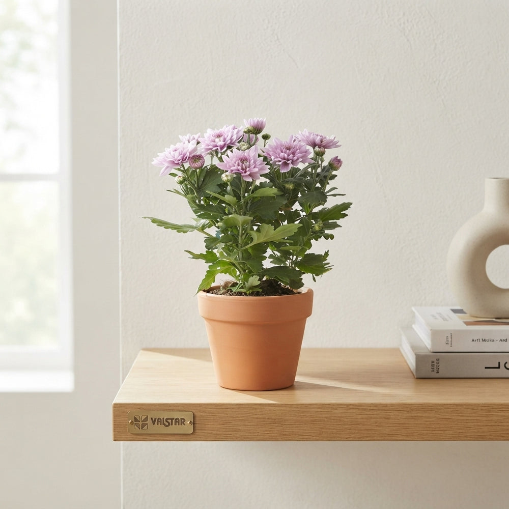 Chrysanthemum ‘Elixer Gem’ – 12cm Pot